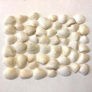 Seashells 50 Ark Clam Shells 1.5” to 2.5” Light Off White Beach Crafts Decor